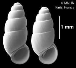 Hemistomia andreae (MNHN-IM-2000-27859).jpeg