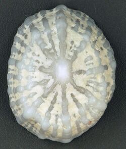 Hemitoma octoradiata (eight-ribbed emarginula) (San Salvador Island, Bahamas) 1 (16003399198).jpg