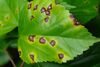 Hibiscus Bacterial leaf spot caused by Pseudomonas cichorii (5684575818).jpg