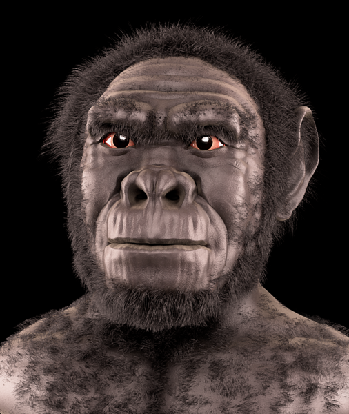 File:Homo habilis - forensic facial reconstruction.png