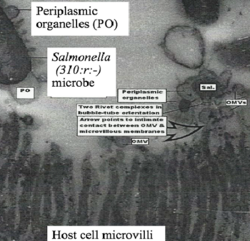 Human Salmonella secreting outer membrane vesicles in vivo in chicken ileum (Original work of Dr R C YashRoy).png