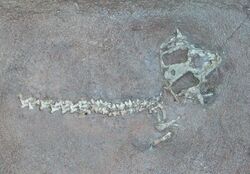 Hypsognathus fenneri AMNH 1676.jpg