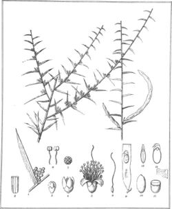 Iconography of Australian species of Acacia and cognate genera (1887) (20778662385).jpg