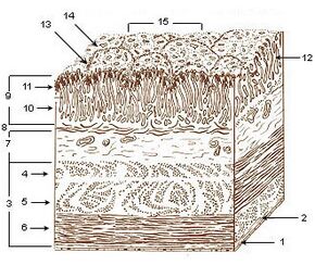 Illu stomach layers.jpg