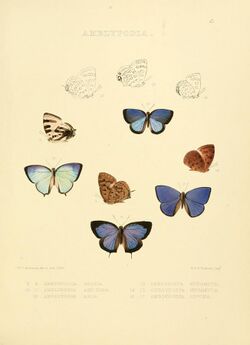 Illustrations of diurnal Lepidoptera 2.jpg
