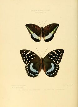 Illustrations of new species of exotic butterflies Adolias III.jpg