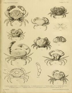 Illustrations of the zoology of H.M. Indian Marine Surveying steamer Investigator (Crustacea. Plate XXXVI) (6720264037).jpg
