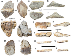 Invictarx zephyri holotype PeerJ e5435 fig 4.png