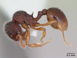 Lachnomyrmex amazonicus casent0173882 profile 1.jpg