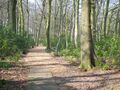 Lancaster University Woodland Trail 6077.JPG