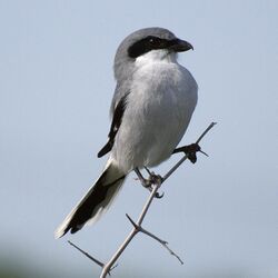 Lanius ludovicianus -Texas -USA-8-4c.jpg