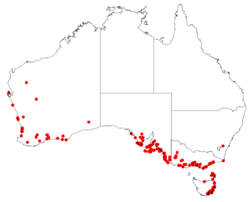 Lawrencia spicata Distribution Map.png