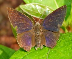 Leaf Blue (Amblypodia anita) W IMG 2693.jpg