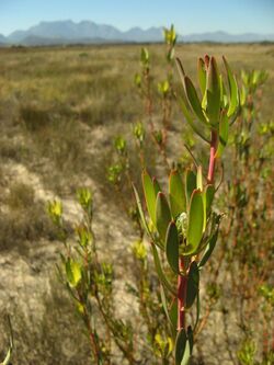 Leucadendron flexuosum 18885926.jpg