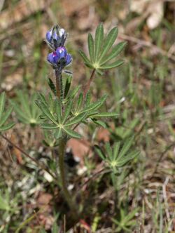 Lupinus bicolor 8016.JPG