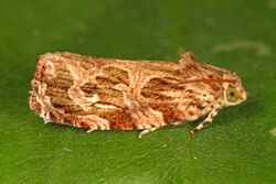 Macrame Moth - Phaecasiophora confixana, Leesylvania State Park, Woodbridge, Virginia.jpg