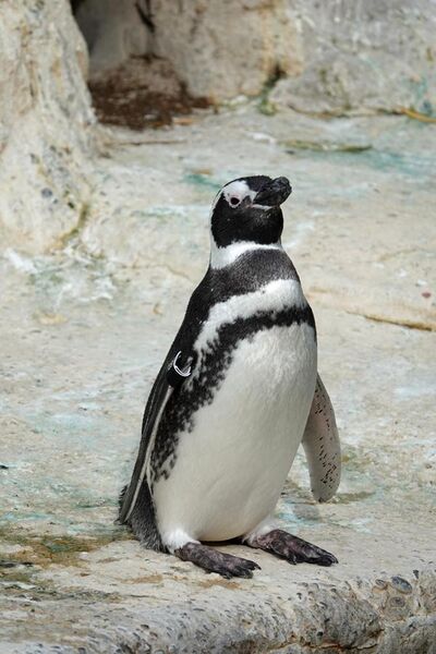File:Magellanic penguin at SF Zoo.jpg