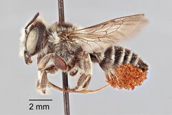 Megachile oenotherae paratype - ZooKeys-283-043-g001.jpeg