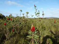 Melaleuca glauca (habit).JPG