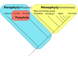 Monophyly, paraphyly, polyphyly.svg