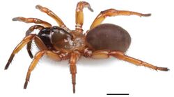 Myrmekiaphila tigris female (01).jpg