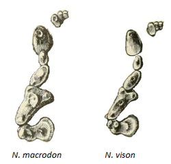 A pen-and-ink drawing of the upper teeth of a sea mink on the left, and that of an American mink on the right. The teeth of the sea mink are slightly but noticeably larger than that of the American mink.