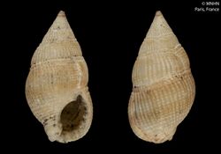 Nassarius concinnus (MNHN-IM-2000-33862) 001.jpeg