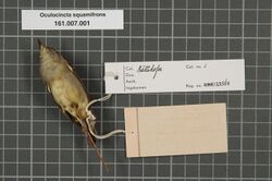 Naturalis Biodiversity Center - RMNH.AVES.133564 2 - Oculocincta squamifrons (Sharpe, 1892) - Zosteropidae - bird skin specimen.jpeg