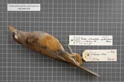 Naturalis Biodiversity Center - RMNH.AVES.35115 1 - Turdus poliocephalus erythropleurus Sharpe, 1887 - Turdidae - bird skin specimen.jpeg