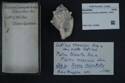 Naturalis Biodiversity Center - RMNH.MOL.193983 - Bufonaria thersites (Redfield, 1846) - Bursidae - Mollusc shell.jpeg