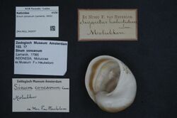 Naturalis Biodiversity Center - ZMA.MOLL.342037 - Sinum concavum (Lamarck, 1822) - Naticidae - Mollusc shell.jpeg