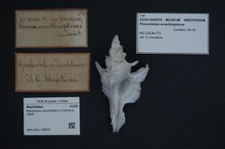 Naturalis Biodiversity Center - ZMA.MOLL.348301 - Pterochelus acanthopterus (Lamarck, 1816) - Muricidae - Mollusc shell.jpeg