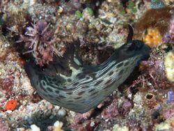 Nembrotha mullineri (48812652043).jpg