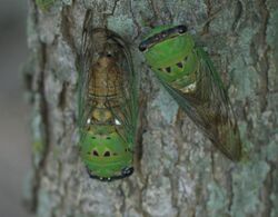 Neotibicen superbus P1500620a.jpg