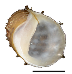 Neritina juttingae shell.png