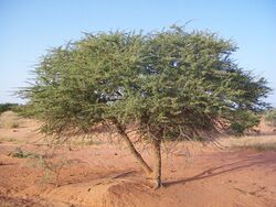 Ngol gi (Acacia ehrenbergiana).jpg