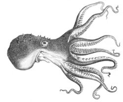 Octopus pallidus.jpg