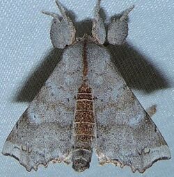 Olceclostera angelica - Angel Moth (15875127769).jpg