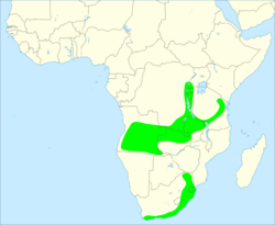 Olive woodpecker distribution map.svg