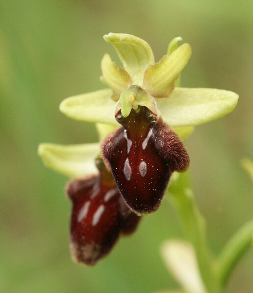 File:Ophrys sphegodes flower.jpg