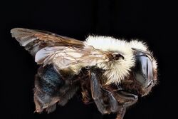 Osmia bucephala.jpg