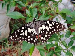 Papilio demoleus lemon butterfly vijayanrajapuram.jpg