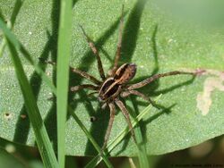 Pardosa agrestis 01.JPG