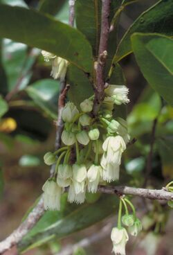 Peripentadenia phelpsii ALA1.jpg