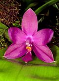 Phalaenopsis violacea Orchi 107.jpg