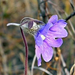 Pinguicula caerulea (5359134739).jpg