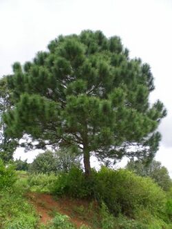 Pinus latteri Aungban.jpg