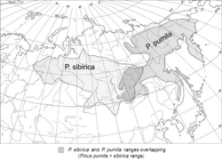 Pinus pumila × sibirica distribution map (hybridization zone).png