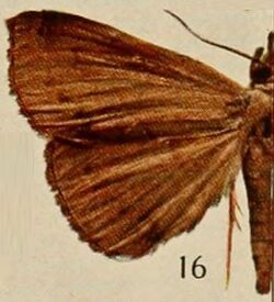 Pl.13-16-Deinypena fulvida Holland, 1920.JPG