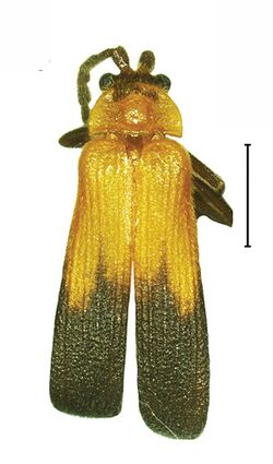 Platerodrilus talamauensis adult male 30553-15.jpg